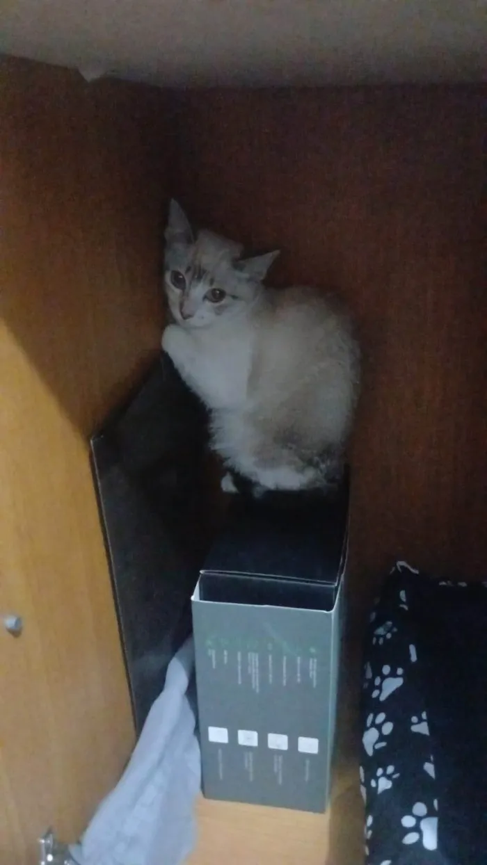 Gato ra a Siamês idade 2 a 6 meses nome Senua
