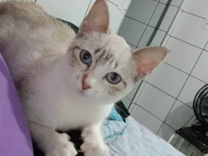 Gato raça Siamês idade 2 a 6 meses nome Senua