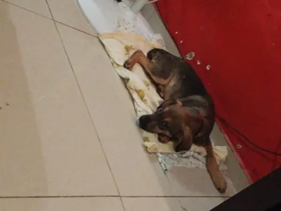 Cachorro raça SRD-ViraLata idade 2 a 6 meses nome Stive 