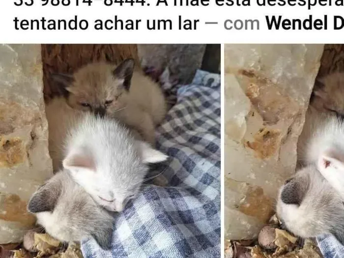 Gato ra a SRD-ViraLata idade 2 a 6 meses nome 3 filhotes