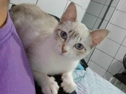 Gato raça Siamês idade 2 a 6 meses nome Senua