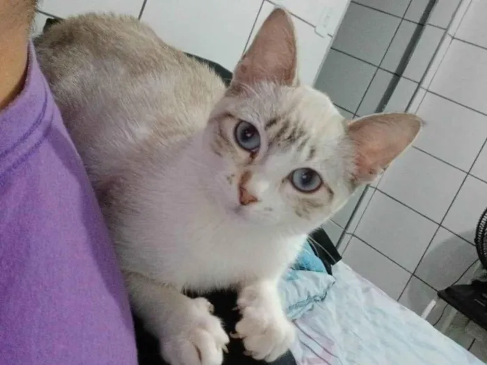 Gato ra a Siamês idade 2 a 6 meses nome Senua