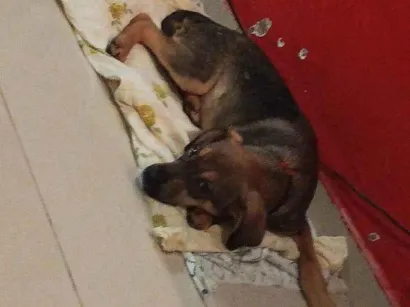 Cachorro raça SRD-ViraLata idade 2 a 6 meses nome Stive 