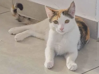 Gato raça SRD-ViraLata idade 7 a 11 meses nome trixie