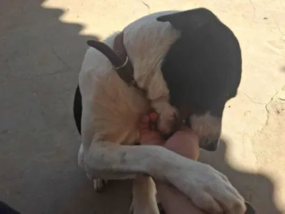 Cachorro raça SRD-ViraLata idade 1 ano nome Max