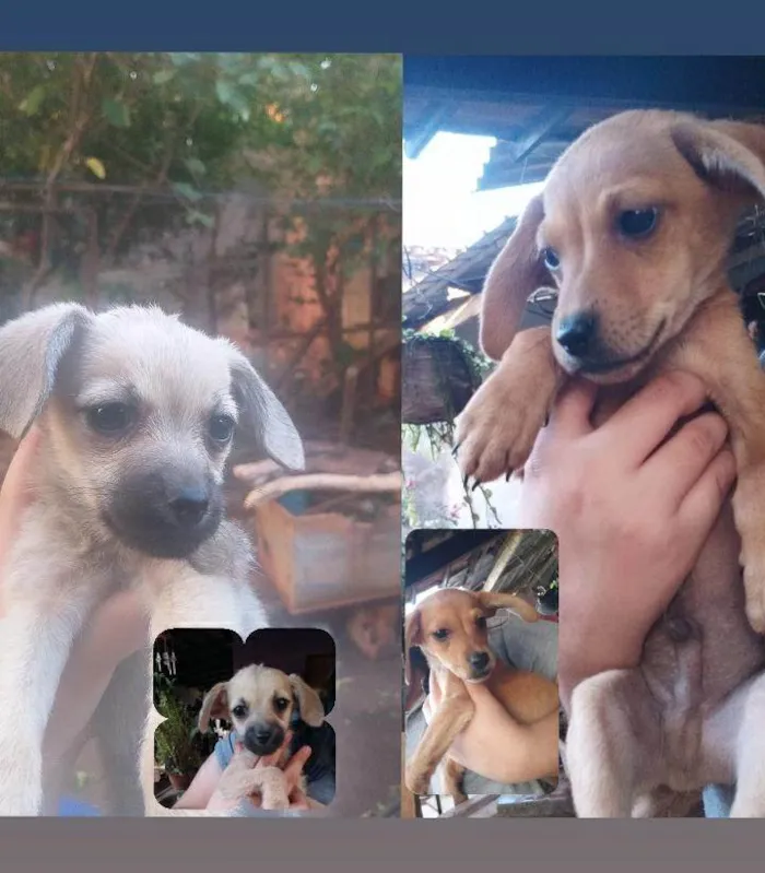 Cachorro ra a SRD-ViraLata idade Abaixo de 2 meses nome BARBARA JULIA PIRES DIAS