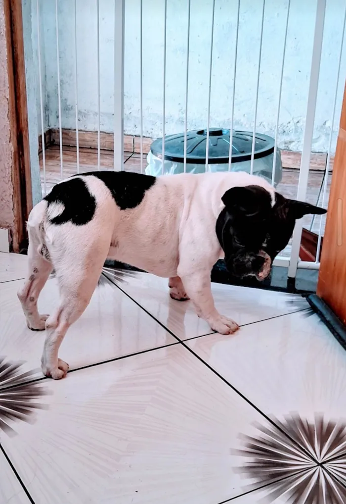 Cachorro ra a Bulldog idade 4 anos nome Salomão 
