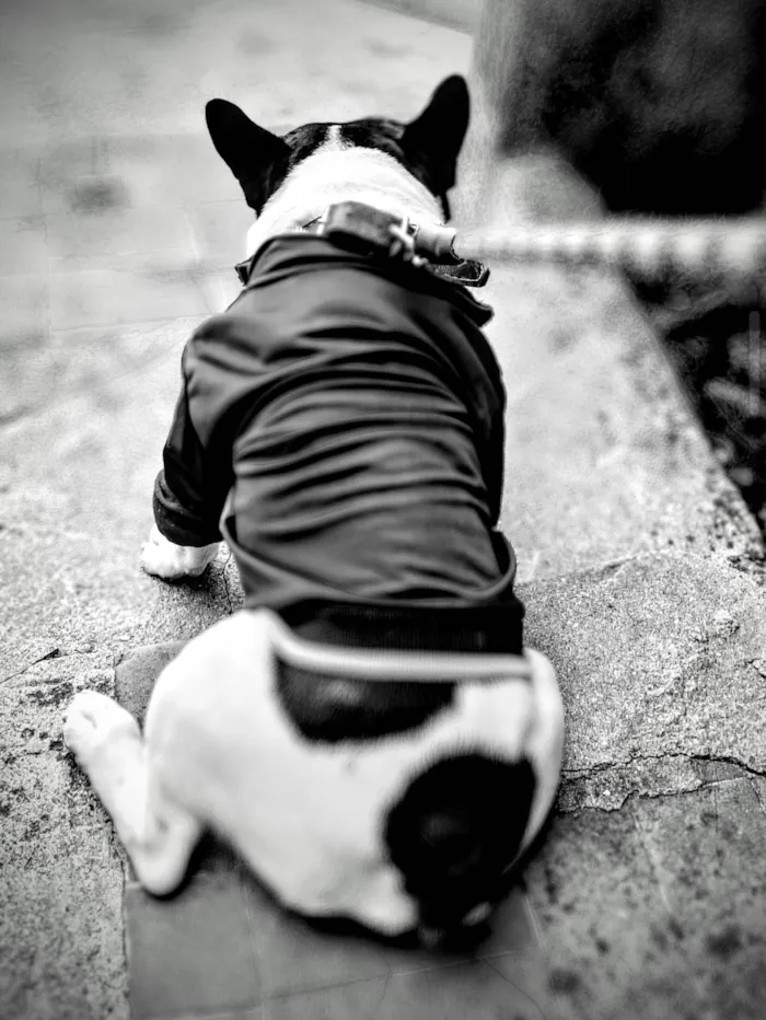 Cachorro ra a Bulldog idade 4 anos nome Salomão 