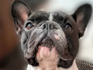 Cachorro raça Bulldog idade 4 anos nome Salomão 