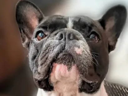 Cachorro raça Bulldog idade 4 anos nome Salomão 