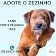 Zezinho
