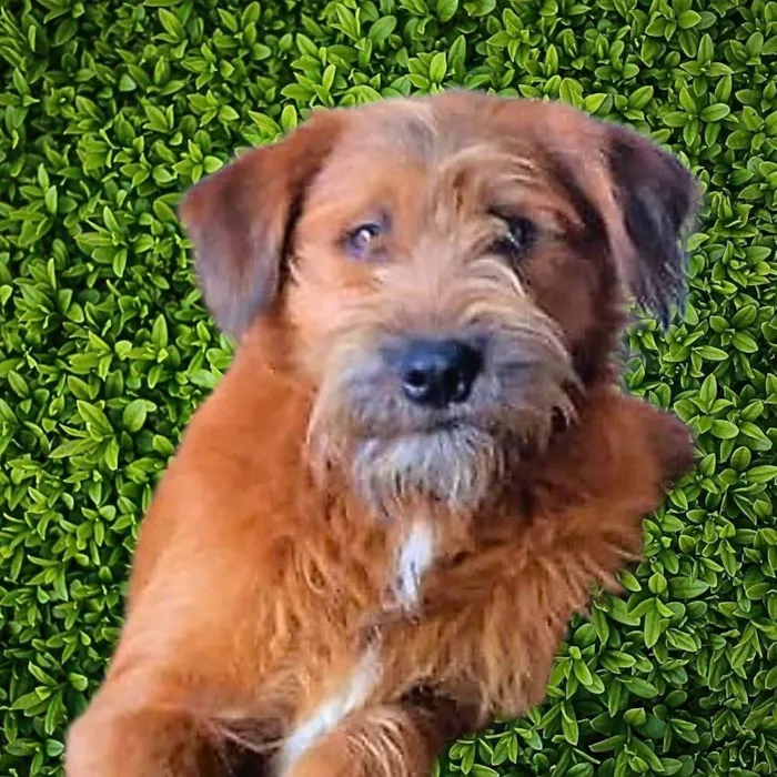Cachorro ra a SRD-ViraLata idade 1 ano nome Zezinho 