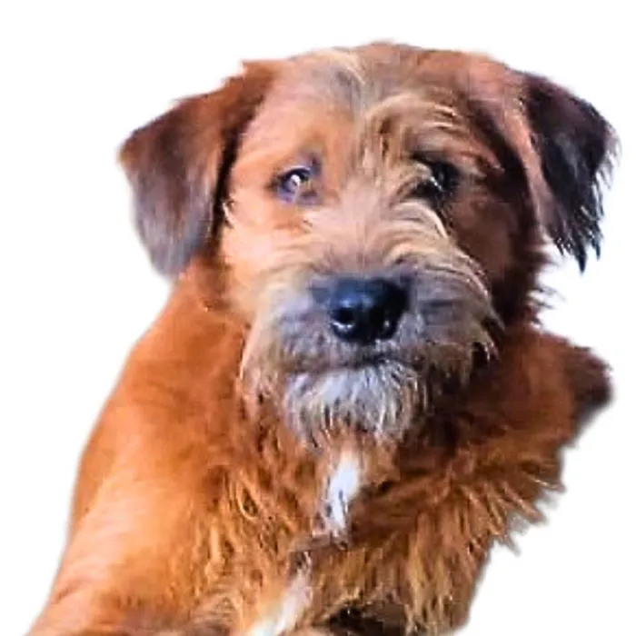 Cachorro ra a SRD-ViraLata idade 1 ano nome Zezinho 