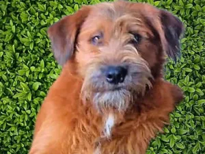 Cachorro raça SRD-ViraLata idade 1 ano nome Zezinho 