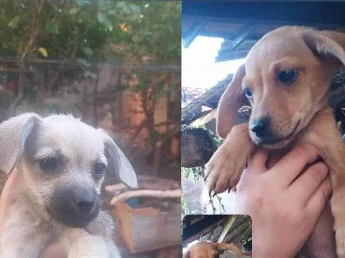 Cachorro ra a SRD-ViraLata idade Abaixo de 2 meses nome BARBARA JULIA PIRES DIAS