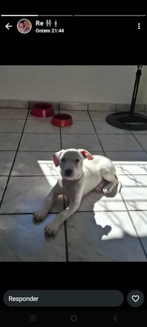 Cachorro raça SRD-ViraLata idade 2 a 6 meses nome Zhoe