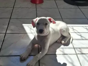 Cachorro raça SRD-ViraLata idade 2 a 6 meses nome Zhoe
