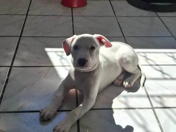 Cachorro ra a SRD-ViraLata idade 2 a 6 meses nome Zhoe