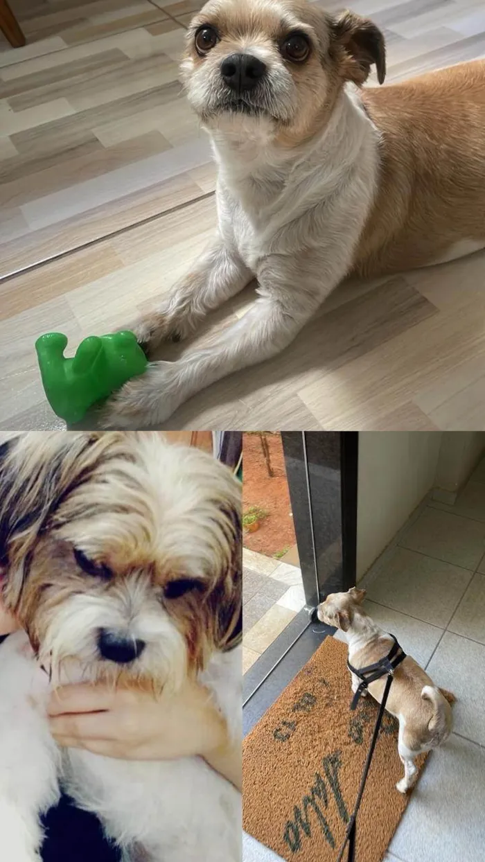 Cachorro ra a Shitzu idade 5 anos nome Theo