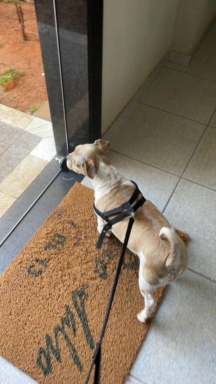 Cachorro ra a Shitzu idade 5 anos nome Theo