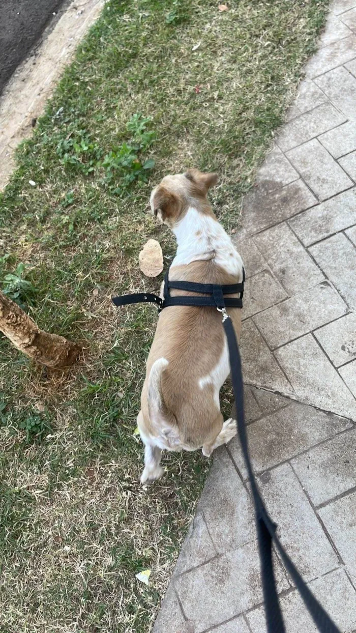 Cachorro ra a Shitzu idade 5 anos nome Theo