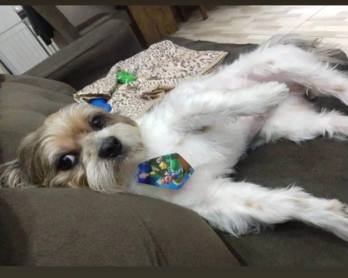 Cachorro ra a Shitzu idade 5 anos nome Theo
