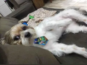 Cachorro raça Shitzu idade 5 anos nome Theo