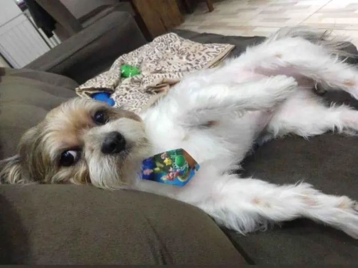 Cachorro ra a Shitzu idade 5 anos nome Theo