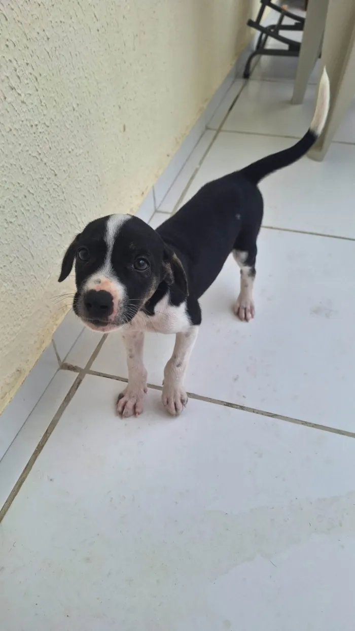 Cachorro ra a SRD-ViraLata idade 2 a 6 meses nome Vitoria angelim
