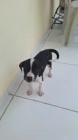 Vitoria angelim