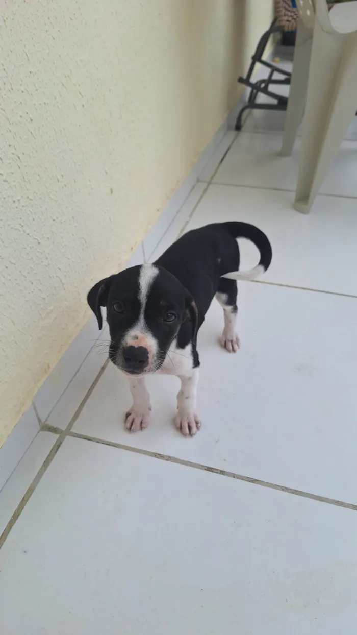Cachorro ra a SRD-ViraLata idade 2 a 6 meses nome Vitoria angelim