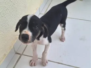 Cachorro raça SRD-ViraLata idade 2 a 6 meses nome Vitoria angelim