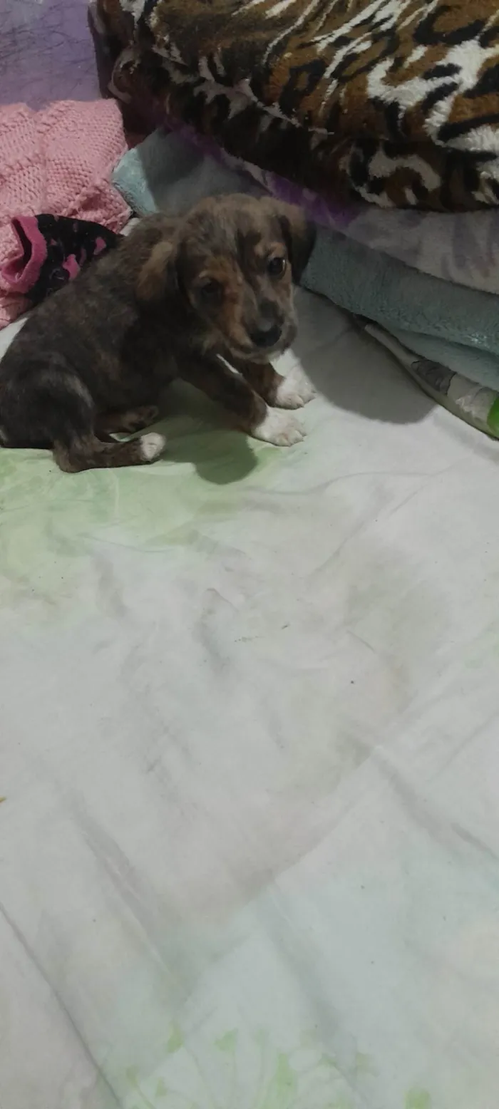 Cachorro ra a SRD-ViraLata idade 2 a 6 meses nome Pet