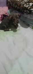 Pet