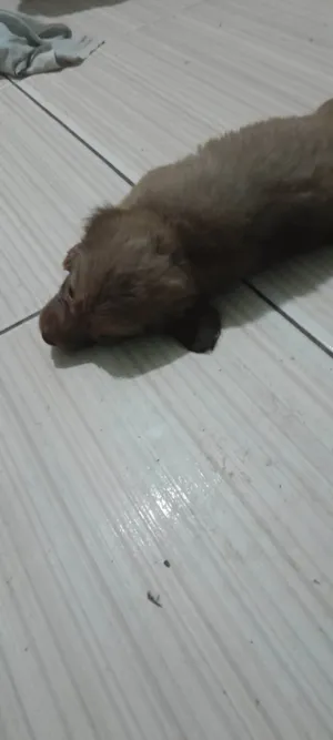 Cachorro raça SRD-ViraLata idade 2 a 6 meses nome NADJA M G RAMOS