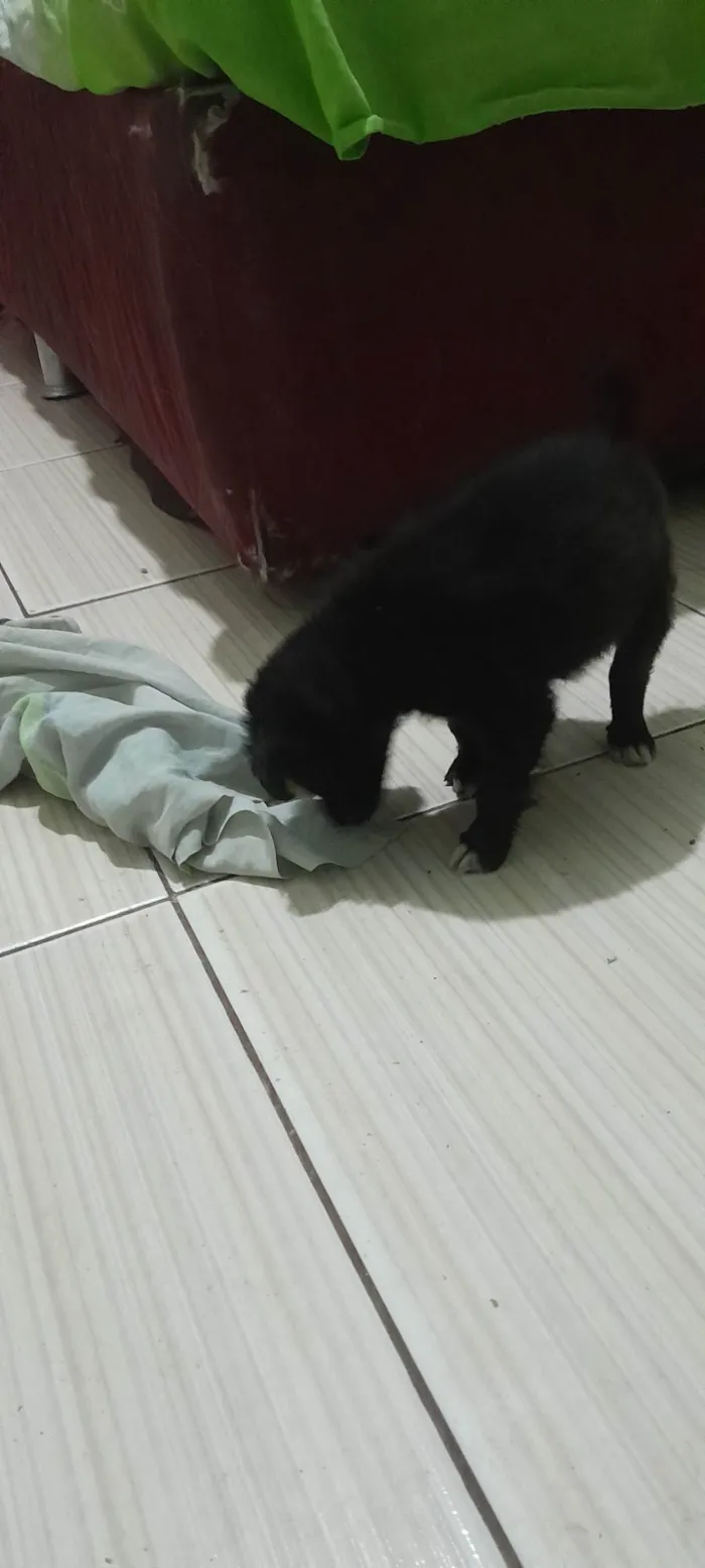 Cachorro ra a SRD-ViraLata idade 2 a 6 meses nome Pet