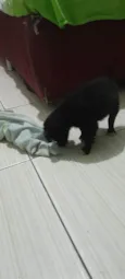 Pet