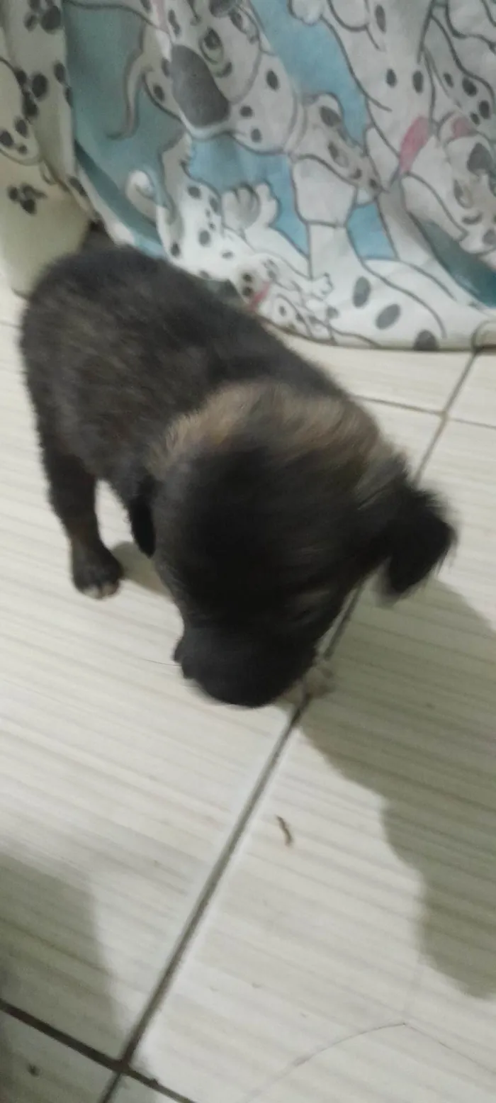 Cachorro ra a SRD-ViraLata idade 2 a 6 meses nome Pet