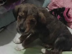 Cachorro raça SRD-ViraLata idade 2 a 6 meses nome Pet