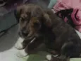 Pet