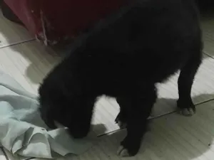 Cachorro raça SRD-ViraLata idade 2 a 6 meses nome Pet
