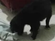 Pet