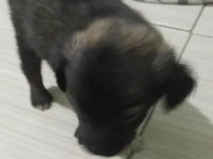 Cachorro raça SRD-ViraLata idade 2 a 6 meses nome Pet