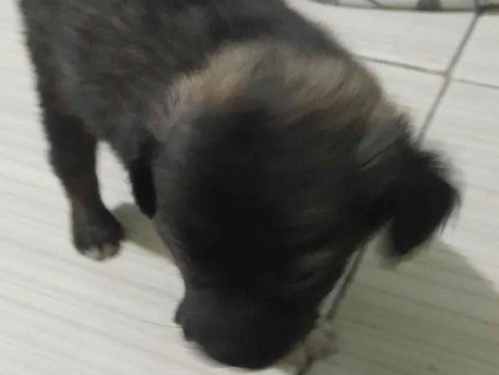 Cachorro ra a SRD-ViraLata idade 2 a 6 meses nome Pet