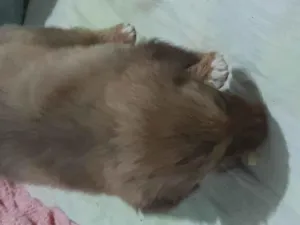 Cachorro raça SRD-ViraLata idade 2 a 6 meses nome Pet