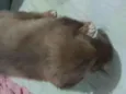 Pet