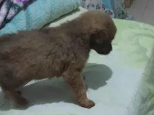Cachorro raça SRD-ViraLata idade 2 a 6 meses nome Pet