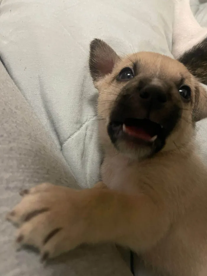 Cachorro ra a SRD-ViraLata idade Abaixo de 2 meses nome Scoob