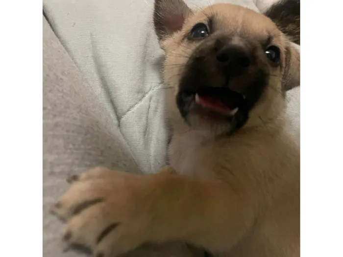 Cachorro ra a SRD-ViraLata idade Abaixo de 2 meses nome Scoob