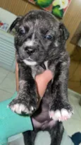Tião